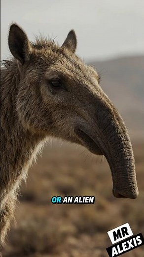 Macrauchenia: The Strangest Prehistoric Animal