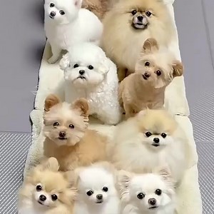 292K views · 39K reactions | LIKE US, if you also think this puppy is cute! Shop items as “cute” as them with 30%off code [fbnew6] AT ➡️ https://www.temu.com/m/e0cea340 | Temu | Facebook