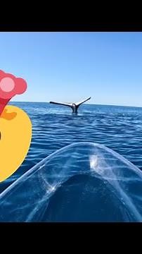 Whale tail frozen in the water? Tail sailing.