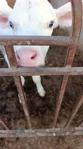 #buffalo #cow #animals #