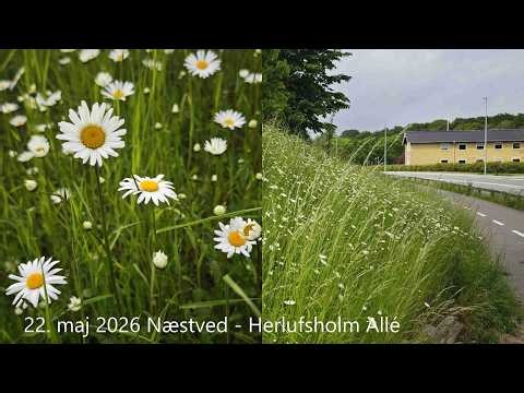 22. maj 2026 Lille Næstved