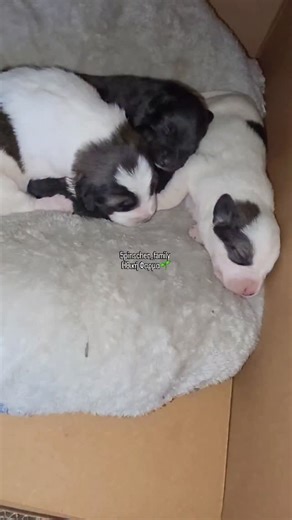 Ηθική Φάρμα on Instagram: "Τη σκληρότητα και την αβεβαιότητα αυτού του κόσμου τη βλέπουμε καθημερινά. Φανταστείτε όμως αυτά τα μωράκια που τη νιώθουν στο πετσί τους πριν καν ανοίξουν τα μάτια τους. Σύντομα, μόλις φτάσουν στην κατάλληλη ηλικία, θα ανοίξουν οι υιοθεσίες τους. Όποιος θέλει μπορεί από τώρα να εκδηλώσει ενδιαφέρον στο email: [βάζεις το email]. Σώστε μία από αυτές τις ψυχές. Δώστε τους την αρχή που δεν είχαν. 👉 Στήριξε την Ηθική Φάρμα — εκεί όπου κάθε ζωή έχει αξία. ❤️Δημιουργήθηκε α