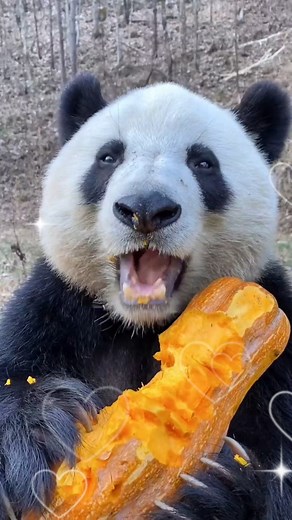 What？Your favourite is NOT bamboo but PUMPKIN?🐼🥸 #panda #pandaful #pandalife #China #cute #mukbang | Miss Panda
