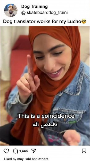 Dog translator works for smart dog only? #traini #dogtranslator