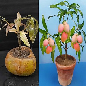 How To Grow Mango Tree From Cutting In A Coconut Fruit | Rana Craft