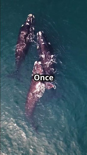 The MOST Endangered Ocean Animals - Videos for Kids