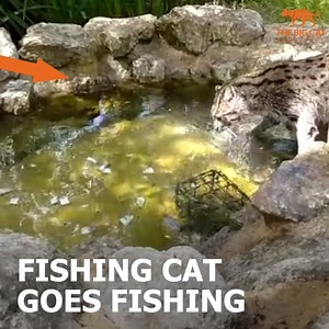 🎣 Aquarius our fishing cat goes fishing! 🐾 If you were to look at the fishing cat without knowing what it is, you would not guess that with its short, stocky body it could swim like a pro. The fishing cat’s paws have webbing between the toes to help it swim and walk-in muddy wetlands without sinking. 🎥 Keeper Izzy #fishingcatfridays | The Big Cat Sanctuary