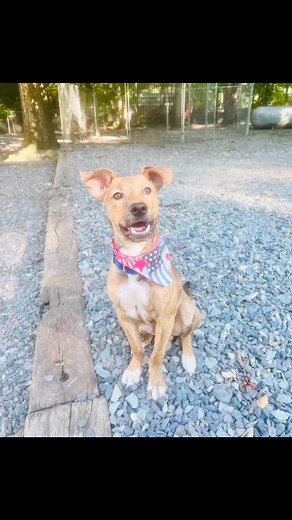 2.5K views · 65 reactions | Baby Grogu realized he is a dog. Well maybe not overnight, his foster family has been working so hard with him. He knows so many basics now. Grogu is such a special pup. 8 months old. Cat friendly. Dog selective, likes slow intros  | Carolina Animal Rescue & Adoption | Facebook