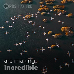 651 reactions · 56 shares | Follow six tiny animals on the greatest adventures of their lives. | Nature | PBS | Facebook