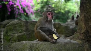 Adult red face monkey Rhesus macaque eating in tropical nature park of Hainan, China. Cheeky monkey in the natural forest area. Wildlife scene with danger animal. Macaca mulatta Slow motion video