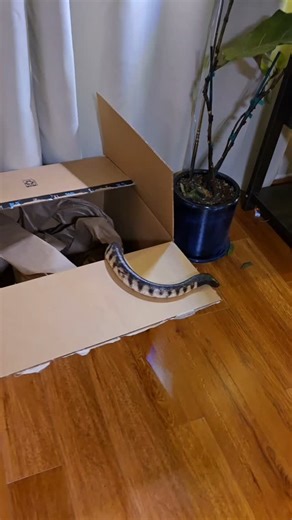 My black headed python is the birthday girl today. #blackheadedpython | Green Room Pythons