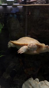 2.9K views · 17 reactions |  Have you ever considered welcoming a...