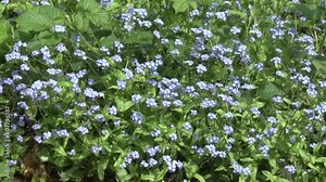 Wood Forget-Me-Not, Myosotis sylvatica, growing in hedgerow. Spring. UK