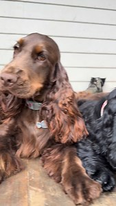 Who are you choosing? 😍😭🩷 #cockerspanielsaustralia #cockerspaniel #dogsofinstagram #cockerspanielsofinstagram #cockerlove #puppiesofinstagram #puppylove #cocker #cockerspanielworld #dogsofinsta #cutepuppy #puppyeyes #rivergumcockerspaniels #englishcockerspaniel | The Crazy Cockers
