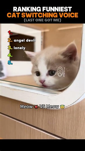 Ranking Funniest Cats Switching Meows👿😇