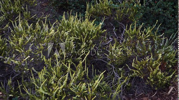 A 'Sandy' variety of the heather plant (Calluna vulgaris) growing in a botanical garden. This dwarf, low-growing shrub features dense, bright green foliage with small white flowers.