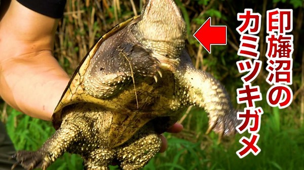 【印旛沼の怪獣】カミツキガメと野菜を一緒に食べてみた – 驚きの体験
