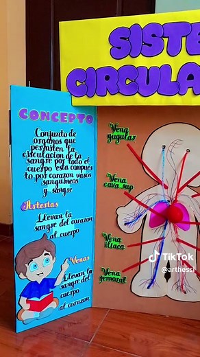 Maqueta del Sistema Circulatorio: Lapbook del Funcionamiento