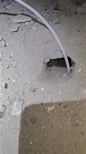 Signs of groundhog activity