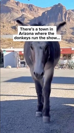 Welcome to Oatman, Arizona!