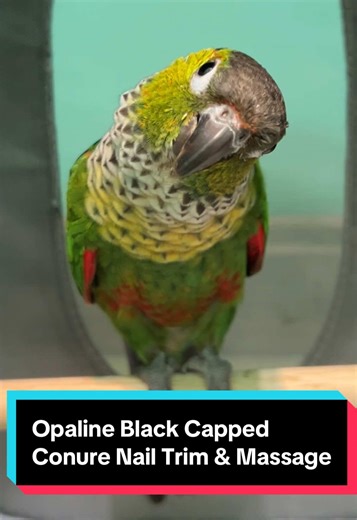 Beak Massage and Nail Trim for Opaline Conure