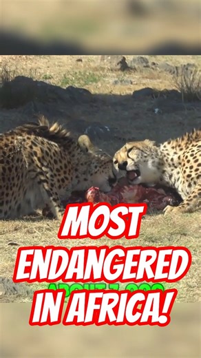 Did You Know Cheetah is Africa's Most Endangered Big Cat! #facts #animals #cheetah
