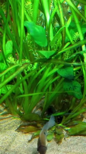 Tank Tested on TikTok