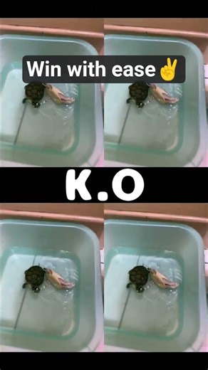 turtle battle #turtle #cute