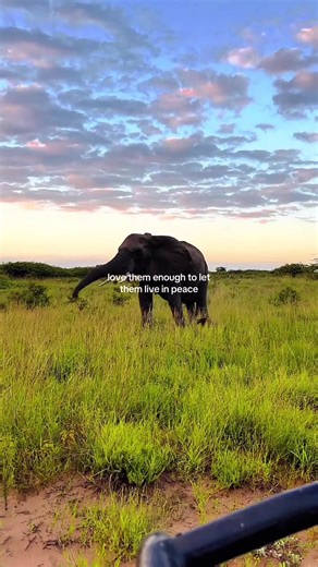 Protecting Our Planet: A Call to Action for Animals