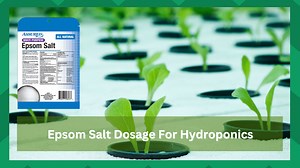 Discussing Epsom Salt Dosage For Hydroponics - Farmer Grows