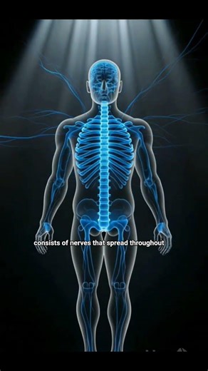 The Human Endocrine system