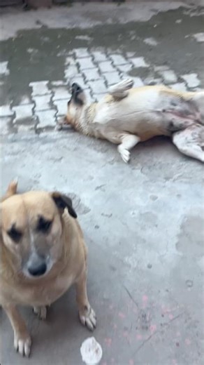 लेला ऐसे खुश होती है जब मैं कही से आती हूँ #funny #animals #dog #street #animalsloverrajni