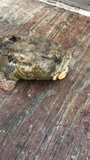 7K views · 112 reactions | This is an oyster toad fish I caught,...