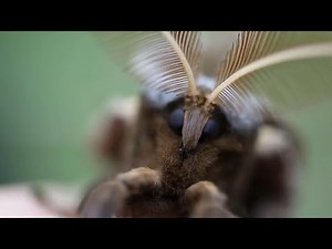 A Short Version of the Polyphemus Moth Life Cycle
