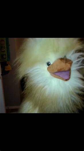 Chick Talk #chicken #puppet #funny