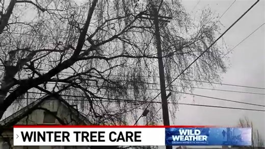 Winter storms can lead to broken limbs, fallen trees and downed power lines. Preparing ahead of time can help reduce the risk of these hazards. In this KATU News segment, Davey's Michael Spaulding and Leo Katz talk about the right way to care for trees in winter. | The Davey Tree Expert Company