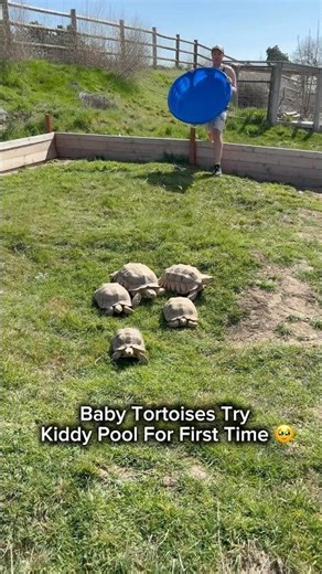 Baby Tortoises Try Kiddy Pool For First Time 🥹💙🐢#shorts #tortoise