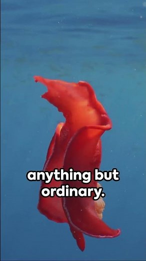 Unveiling the Sea Pig: A New Species Discovery