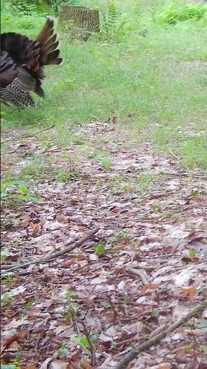 Two Turkeys Dancing. 🦃🦃