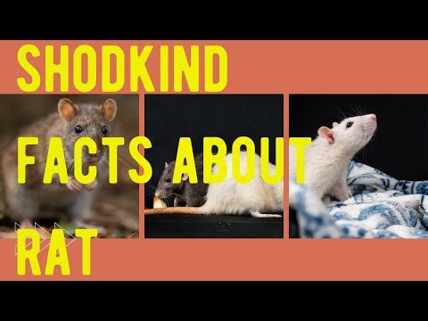 Rats in House Can Kill You Slowly.Shocking Rat Dangers You Never Knew Rat in House,Serious ,Dangers.