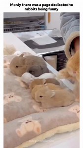 106K views · 2.3K reactions | These bunnies are taking funny to a whole new level! 藍 From zoomies to unexpected antics, they’re guaranteed to make you smile. Tag a friend who needs a good laugh!  #FunnyBunnies #RabbitAntics #CuteAndFunny #AnimalComedy #BunnyZoomies #FYP #ViralLaughs" | Bunny Bungalow | Facebook