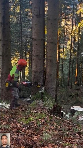 Cutting Down Two Trees at the Same Time with Safe and Precise Techniques