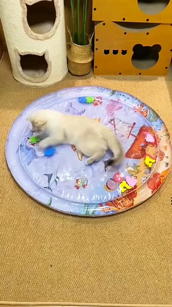 Your cat will love playing with this waterbed to keep your cat cool in the summer ❤️❤️😍😍🐈🐈#cute #cat #catmat #catwatermat #waterbed #petwaterbed #cattoy