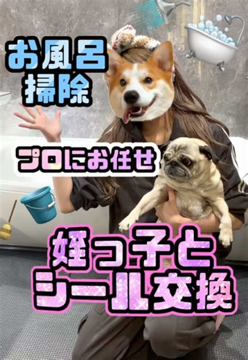 おーはーよみんな🧎‍♀️‍➡️！大掃除出来てくてやはり今回もプロにお任せしました！！ そしてやっと初めてのシール交換が出来て喜びィ〜！！ #掃除#日常vlog#シール交換#ボンボンドロップシール#パグ