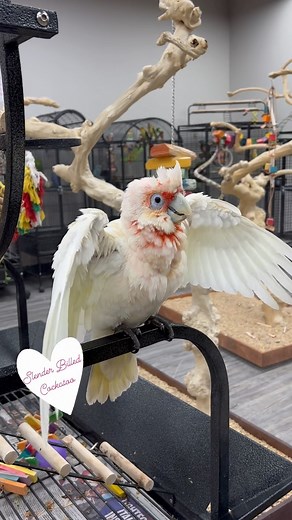 3.6K views · 371 reactions | 殺列 #slenderbilledcockatoo #babycockatoo #bathtime #parrotshower #cockatoo #cockatoos #cockatoolove #cockatoolife #cockatoosofinstagram #cockatoosofig #cutebirds #cuteanimals #happyparrot #parrot #parrots #parrotlife #loveparrots #parrotlove #parrotsofinstagram #parrotsofig #parrotstars #parrotstarsarlingtonheights | Parrot Stars | Facebook