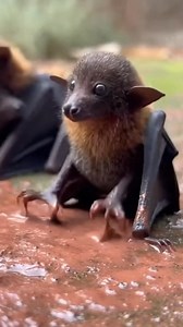 Does this incredibly angry rehab baby bats need to be posted again? No. Does this baby bats perfectly capture my tiny foot stomping rage at the world tonight? Yes. Well, pretty much anyway. 😍😂 Sitting on the ground and doing this on the mud 🦇🥰 #BATS #bat #wildlife #animals #animal | Bats Lovers