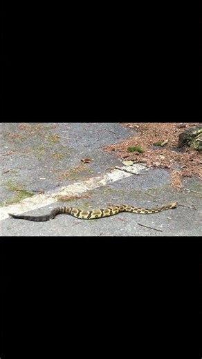 RATTLESNAKE Dances to the BEAT!