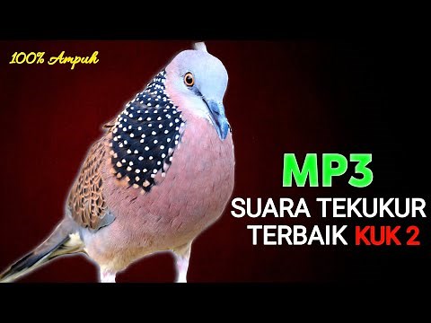The sound of the Gacor Derkuku bird is very effective in luring and attracting wild turtle doves