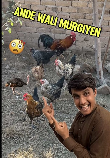 Murgi Fam: Mini Setup for Bird Lovers