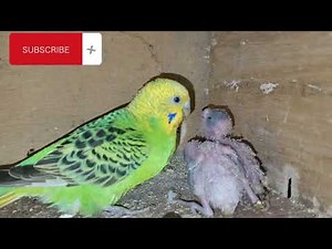 the best moment of budgies breeding | budgies sounds